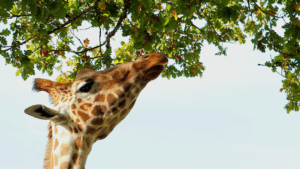 Girafa alcançando a folhagem de uma árvore.
